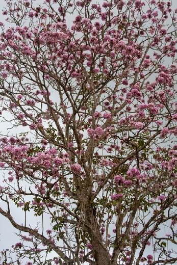 Árbol de flores rosadas visto desde abajo